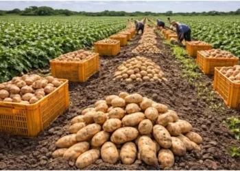 Common potato diseases and their symptoms
