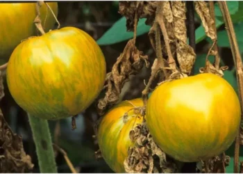 Fusarium Wilt: Common Tomato disease –how to prevent it