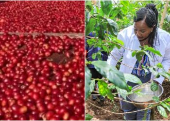Machakos coffee farmers are reaping big from the high-value crop.