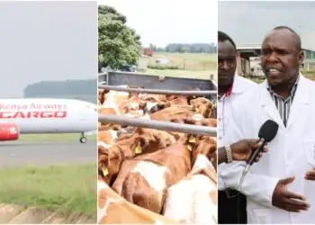 Uasin Gishu exports 50 in-calf Ayrshire heifers to Nigeria.
