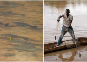 WWF Kenya has released a new report on the state of fishes and fisheries.