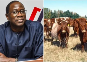 Livestock farming remains a backbone of the African economy.