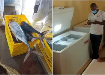 Solar for Ice Project transforming the fishing sector in Kilifi County. Photo|courtesy.