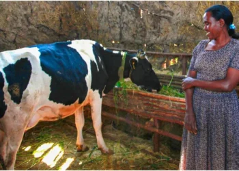 More milk, better future: How climate-smart partnership is transforming Kenyan dairy farmer earnings