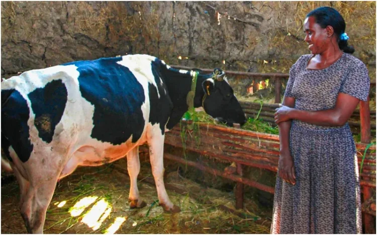 More milk, better future: How climate-smart partnership is transforming Kenyan dairy farmer earnings