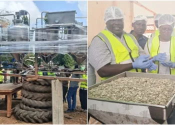 Lamu County Government collaborated with the Nuts and Oil Crops Directorate (AFA). photo| courtesy.