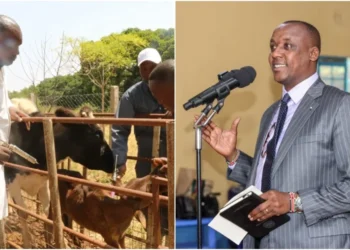 Makueni County gov't is keen to boost livestock production. Photo|courtesy.