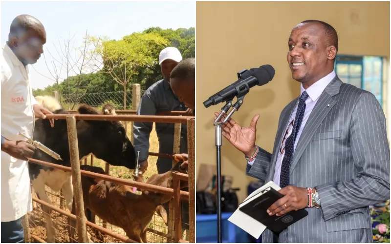 Picture of Fodder management: FAO, Makueni County collaborate to boost production ...