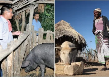 The ASF vaccine research was led by the USDA and ILRI. Photo|courtesy.