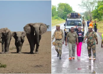 The campaign is focused on African elephant research and conservation. Photo|courtesy.