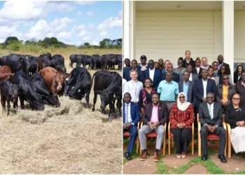 The launch of the Accelerating Reduced Emissions in Indigenous Breeds in Africa initiative at the ILRI campus, Nairobi. Photo|Saleef Nyambok/ILRI.