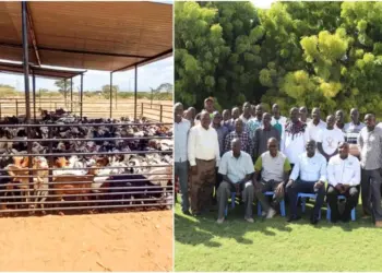 The project has brought together leaders of Livestock Marketing Associations in Turkana. Photo, courtesy.