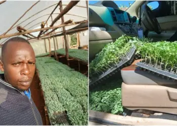 How young Kenyan teacher is redefining success in farming, beyond payslip