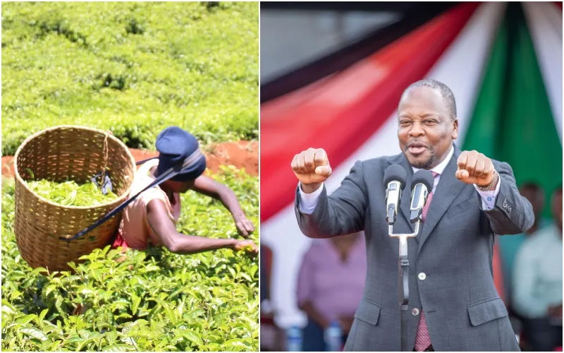 The government unveiled a sweeping reform programme in the tea sector. Photo, courtesy.