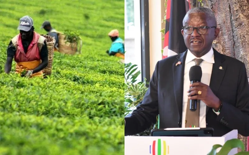 The Dr. Isaac Kalua Green-led party said tea is not just a crop. It is a national livelihood system. Photo, courtesy.
