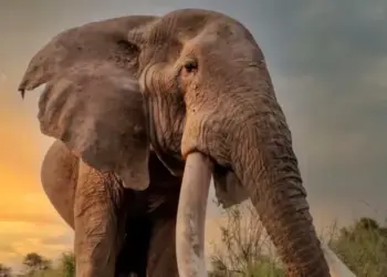 Kenya’s super tusker Craig dies aged 54