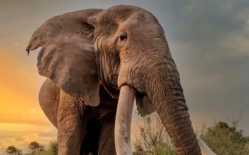 Kenya’s super tusker Craig dies aged 54