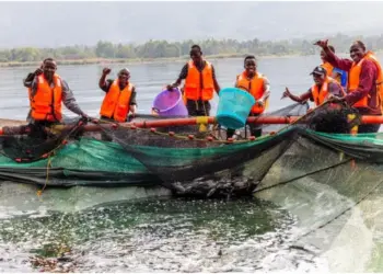 A section of members of the Ngeri Community Concession Group in Homa Bay County during harvesting of the fish from the cages. Photo: Ali Hassan Joho. Source: X.