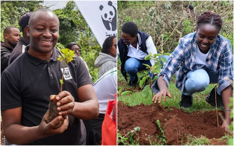 WWF-Kenya partnered with the Kenya Forest Service, NCBA Group, Sankara Nairobi and Greenspoon | B Corp to plant trees at Ngong Hills Forest. Photo: WWF-Kenya. Source: LinkedIn.