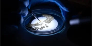 Mosquito larvae are screened in a Petri dish in the lab. Photo credit : Target Malaria.