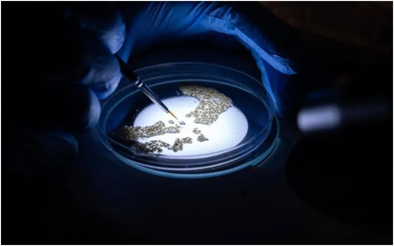 Mosquito larvae are screened in a Petri dish in the lab. Photo credit : Target Malaria.