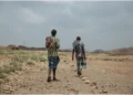 Every year, thousands of migrants, mainly from Ethiopia, take the Eastern Route headed to the Gulf countries in search of work opportunities. Photo: IOM Somalia. Source: X.