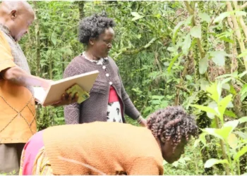Herbalists search for traditional medicine at the Kamgoin Conservancy in Baringo County. Photo by Dennis Lubanga.