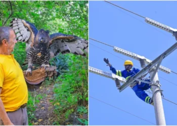 Kenya Power, through its Institute of Energy Studies and Research (IESR), has rolled out a wildlife protection project to safeguard birds of prey and other animals from electrocution. Photo: Kenya Power. Source: X.