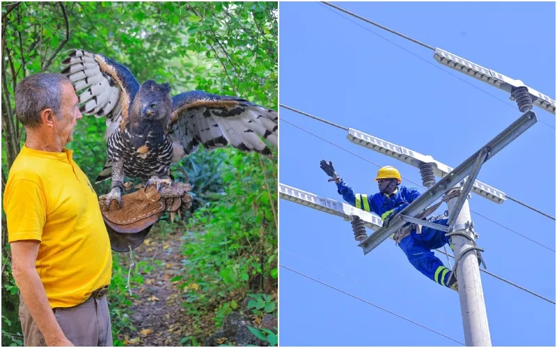 Kenya Power, through its Institute of Energy Studies and Research (IESR), has rolled out a wildlife protection project to safeguard birds of prey and other animals from electrocution. Photo: Kenya Power. Source: X.