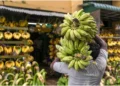 Kenya has approved field trials of gene-edited bananas. Photo: CGIAR. Source: X.
