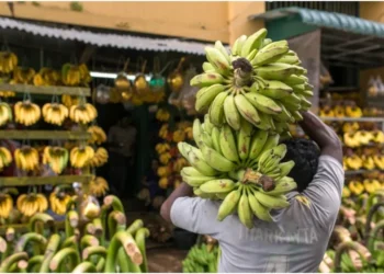 Kenya has approved field trials of gene-edited bananas. Photo: CGIAR. Source: X.