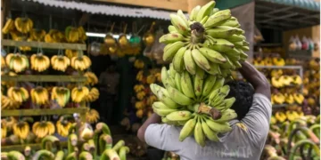Kenya has approved field trials of gene-edited bananas. Photo: CGIAR. Source: X.