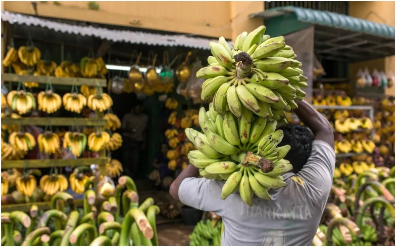 Kenya has approved field trials of gene-edited bananas. Photo: CGIAR. Source: X.