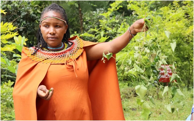 Naturalist, herbalist, and trail guide Esther Chepkurui displays a fresh traditional medicine at the Kamgoin Conservancy in Baringo County. Photo by Dennis Lubanga.