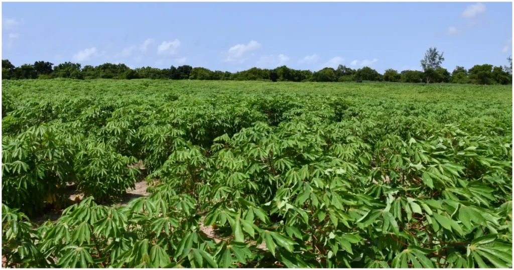 A section of the KingaKUU Cassava field trial in Mtwapa, Kilifi County. Photo: Dennis Lubanga. Source: Original.