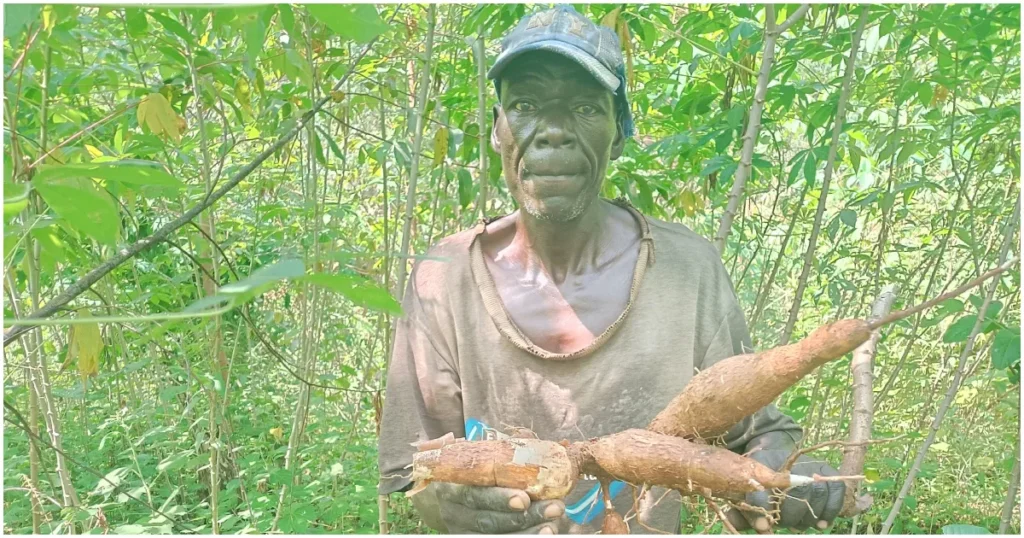 Francis Nyarotso, a seasoned cassava farmer in Kakamega County, displays a local cassava variety that is popular in the region. Photo: Dennis Lubanga. Source: Original.