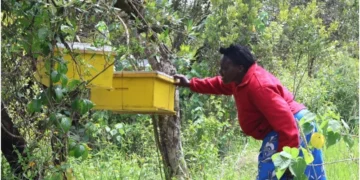 Laikipia farmer doubles beekeeping production after NATURE Project partnership