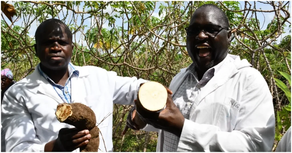 Scientists at the KALRO Kandara field trial hold a pieces of the KingaKUU Cassava, the world's first genetically improved cassava. Photo: Dennis Lubanga. Source: Original.