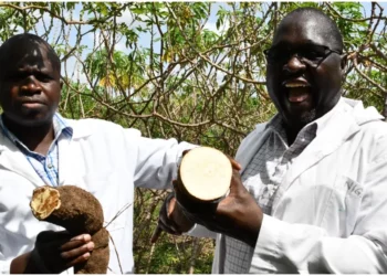 Scientists at the KALRO Kandara field trial hold a pieces of the KingaKUU Cassava, the world's first genetically improved cassava. Photo: Dennis Lubanga. Source: Original.
