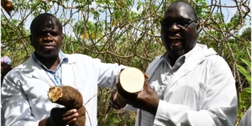 Scientists at the KALRO Kandara field trial hold a pieces of the KingaKUU Cassava, the world's first genetically improved cassava. Photo: Dennis Lubanga. Source: Original.