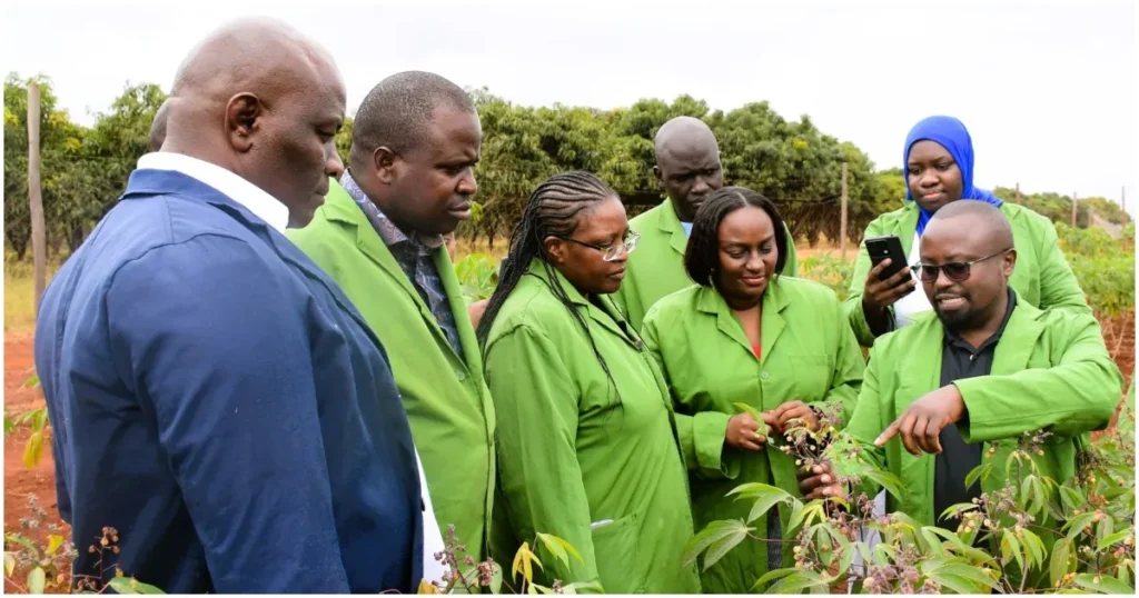 Scientists from the National Biosafety Authority (NBA) at the KALRO Kandara trial field where the KingaKUU Cassava was developed. Photo: Dennis Lubanga. Source: Original.