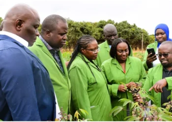 Scientists from the National Biosafety Authority (NBA) at the KALRO Kandara trial field where the KingaKUU Cassava was developed. Photo: Dennis Lubanga. Source: Original.
