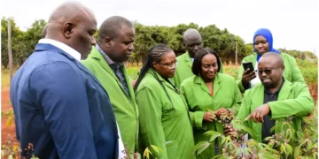 Scientists from the National Biosafety Authority (NBA) at the KALRO Kandara trial field where the KingaKUU Cassava was developed. Photo: Dennis Lubanga. Source: Original.
