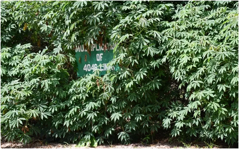 A section of the KingaKUU Cassava field trial in Mtwapa, Kilifi County. Photo: Dennis Lubanga. Source: Original.