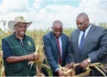 Kenya’s breadbasket at crisis as drought devastates maize farms