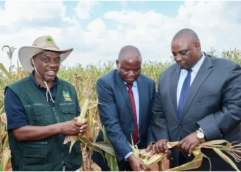 Kenya’s breadbasket at crisis as drought devastates maize farms