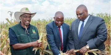 Kenya’s breadbasket at crisis as drought devastates maize farms