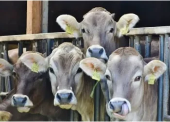 Namibia bans animal export as Kenya, Uganda suffers milk shortage amid FMD outbreak