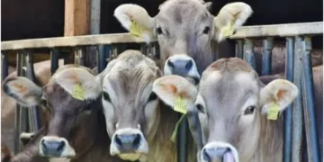 Namibia bans animal export as Kenya, Uganda suffers milk shortage amid FMD outbreak
