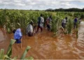 El Niño rains return after devastating drought as farmers struggle to replant